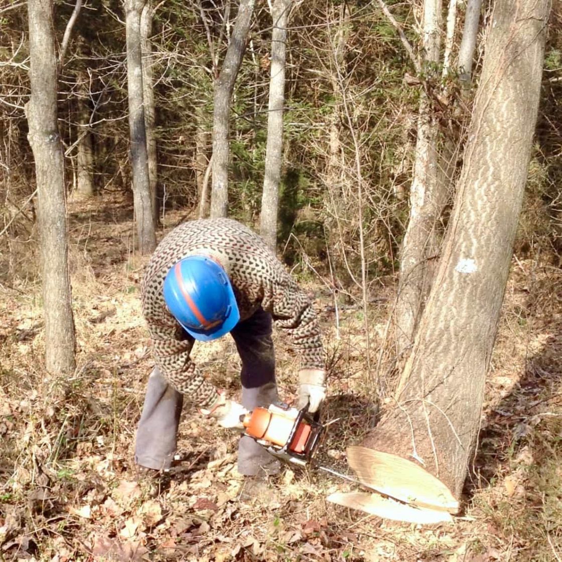 Cutting down tree at Stoltzfus tree farm